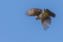 Dark-capped Bulbul (Bulbul tricolore) Chief Island