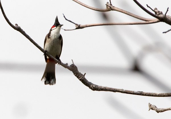 Bulbul Orphée