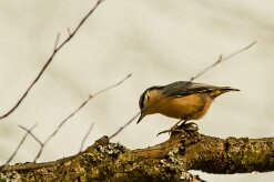 sittelle_torchepot_16-2 null