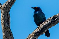 Cape Starling (Choucador à épaulettes rouges) Waterberg