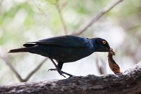 Cape starling (Choucador à épaulettes rouges) Waterberg