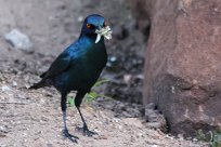 Glossy starling (Choucador à épaulettes rouges) Glossy starling / Choucador à épaulettes rouges