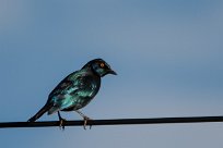 Glossy starling (Choucador à épaulettes rouges) Grootberg