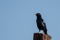 Glossy starling (Choucador à épaulettes rouges) Grootberg