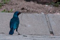 Glossy starling (Choucador à épaulettes rouges) Waterberg