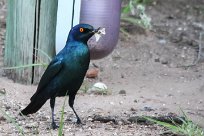 Glossy starling (Choucador à épaulettes rouges) Waterberg