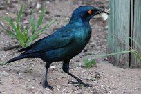 Glossy starling (Choucador à épaulettes rouges) Waterberg