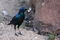 Glossy starling (Choucador à épaulettes rouges) Waterberg