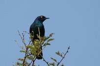 Glossy starling (Choucador à épaulettes rouges) Daan Viljoen Game Park - Windhoek