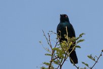 Glossy starling (Choucador à épaulettes rouges) Daan Viljoen Game Park - Windhoek