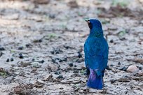 Greater Blue-eared Starling (Choucador à oreillons bleus) Du côté d'Omaruru