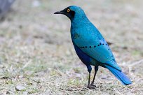 Greater blue-eared starling (Choucador à oreillons bleus) Greater blue-eared starling (Choucador à oreillons bleus)