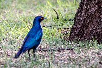 Sharp tailed starling (Choucador à queue fine) Sharp tailed starling (Choucador à queue fine)