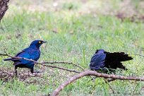 Sharp tailed starling (Choucador à queue fine) Sharp tailed starling (Choucador à queue fine)