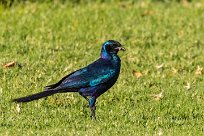 Burchell's Starling (Choucador de Burchell) Du côté d'Omaruru