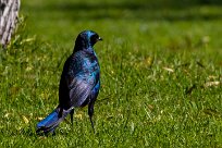 Burchell's Starling (Choucador de Burchell) Du côté d'Omaruru