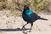 Burchell's Starling (Choucador de Burchell) Savuti_Marsh