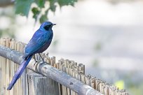 Meves's Starling (Choucador de Meves) Chief Island