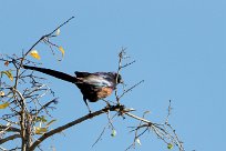 Meves's Starling (Choucador de Meves) Chief Island