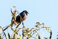 Meves's Starling (Choucador de Meves) Meves's Starling (Choucador de Meves)