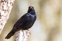 Palewinged starling (Rufipenne naboroup) Fish River Canyon