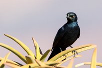 Palewinged starling (Rufipenne naboroup) Fish River Canyon