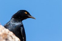 Palewinged starling (Rufipenne naboroup) Spitzkopje