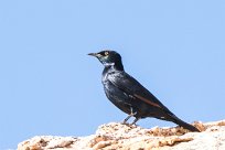 Palewinged starling (Rufipenne naboroup) Spitzkopje/Monts Erango - Damaraland - Namibie+