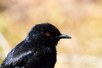 Palewinged starling (Rufipenne naboroup) Etendeka - Damaralnd - Namibie