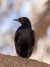 Palewinged starling (Rufipenne naboroup) Palewinged starling (Rufipenne naboroup)