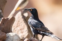 Palewinged starling (Rufipenne naboroup) Palewinged starling (Rufipenne naboroup)