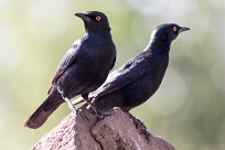 Palewinged starling (Rufipenne naboroup) Palewinged starling (Rufipenne naboroup)