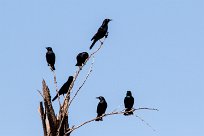 Palewinged starling (Rufipenne naboroup) Palewinged starling (Rufipenne naboroup)