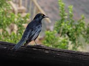 pale winged starling (Rufipenne nabouroup) Grootberg