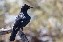 pale winged starling (Rufipenne nabouroup) Grootberg