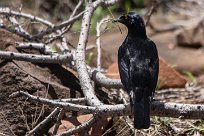 pale winged starling (Rufipenne nabouroup) Grootberg