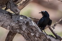 pale winged starling (Rufipenne nabouroup) Grootberg