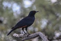 pale winged starling (Rufipenne nabouroup) Grootberg