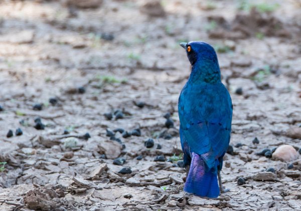 Choucador à oreillons bleus