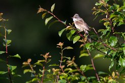 Fauvette grisette Brenne