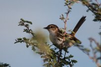 Common whitethroat (Fauvette grisette) Grootberg