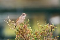 Fauvette grisette Fauvette grisette