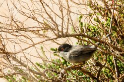 fauvette_melanocephale_04-2 null