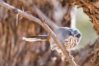 Chestnut-vented warbler (Parisome grignette) Waterberg - Namibie