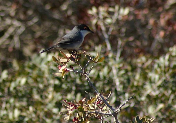 Fauvette melanocephale