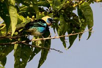 Tangara cabecidorada (Calliste à coiffe d'or) Turrialba - Costa Rica