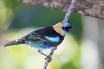 Tangara cabecidorada (Calliste à coiffe d'or) Chirripo - Costa Rica