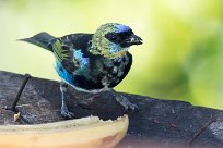 Tangara cabecidorada (Calliste à coiffe d'or) Chirripo - Costa Rica