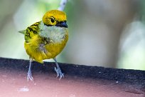 Tangara goliplateada (Calliste safran) Chirripo - Costa Rica