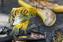 Tangara goliplateada (Calliste safran) Chirripo - Costa Rica